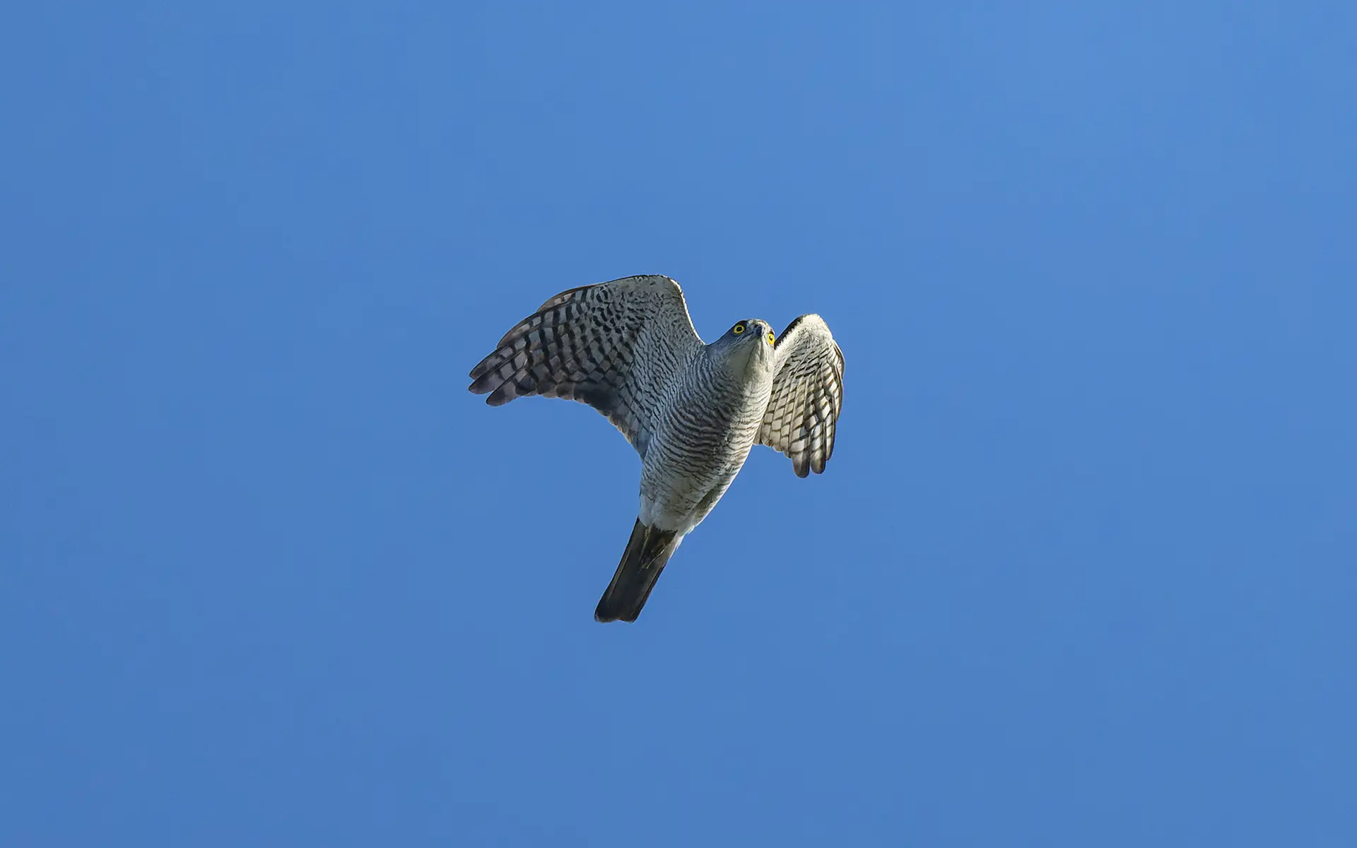 日本松雀鷹 雌成鳥 Japanese Sparrowhawk Female 日本松雀鷹 雌成鳥 Japanese Sparrowhawk Female