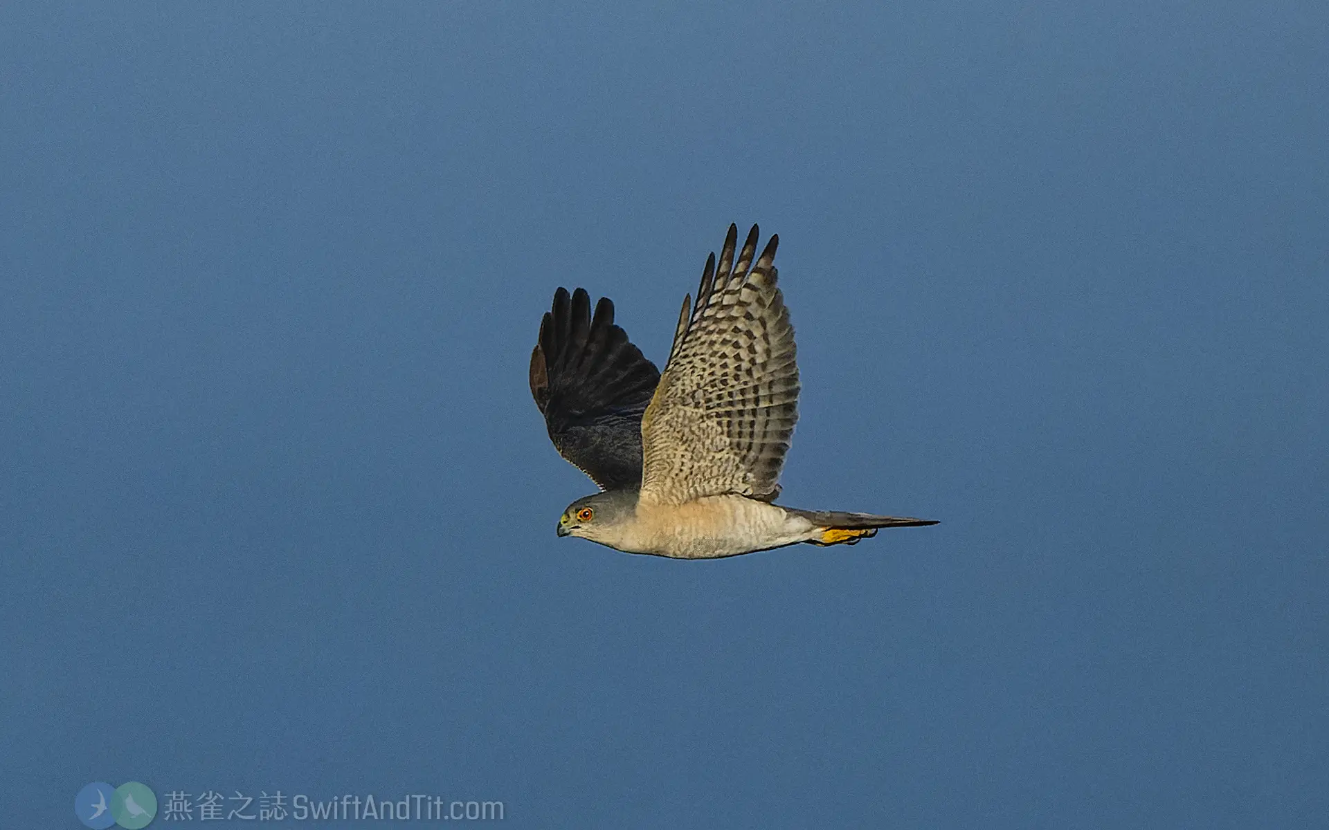 日本松雀鷹 雄鳥 Japanese Sparrowhawk Male 日本松雀鷹 雄鳥 Japanese Sparrowhawk Male