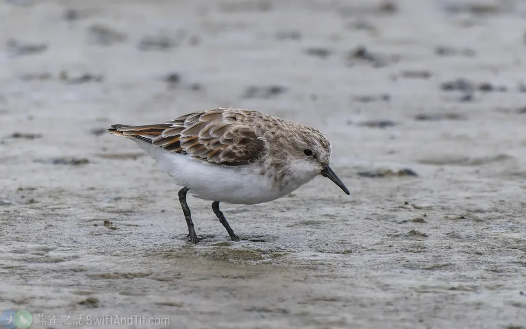 小濱鷸 Little Stint 換羽中