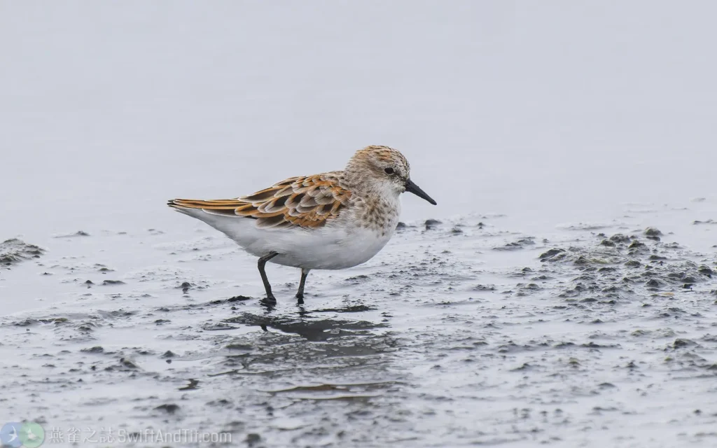 小濱鷸 Little Stint 繁殖羽 Breeding Plumage