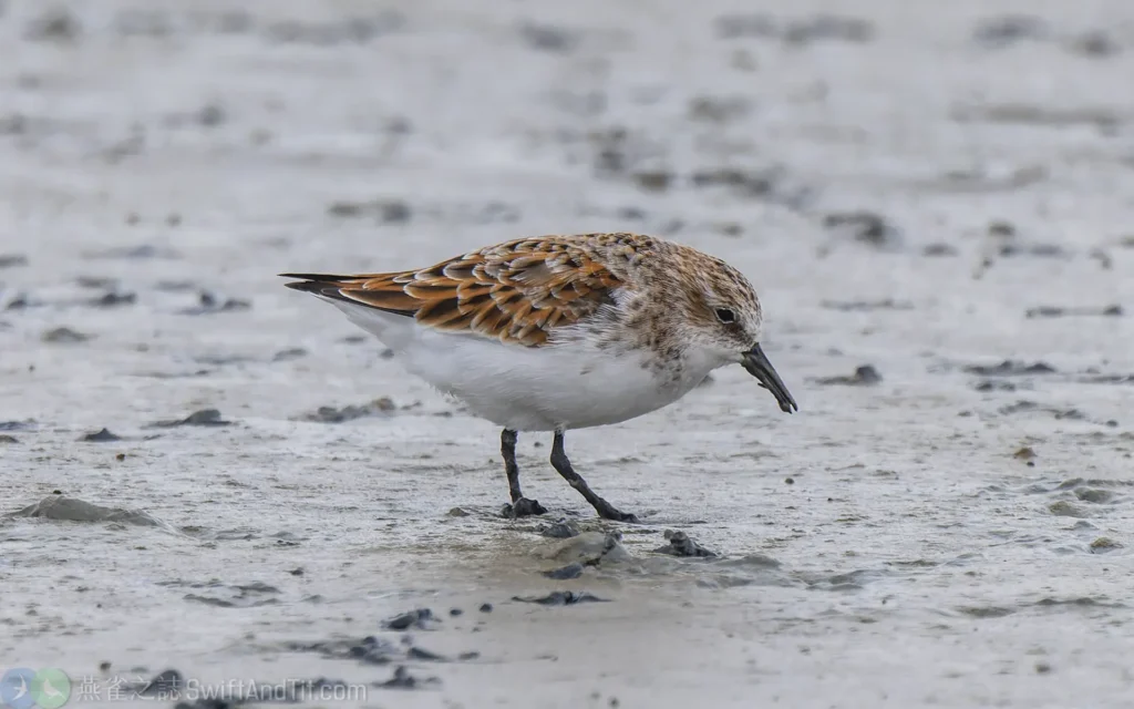 小濱鷸 Little Stint 換羽中