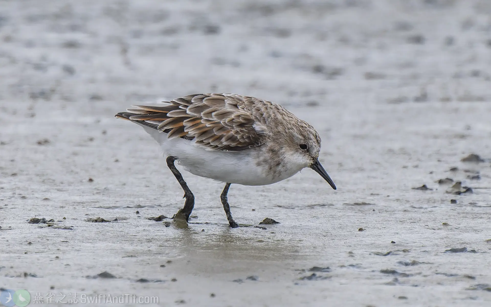 小濱鷸 Little Stint 換羽中