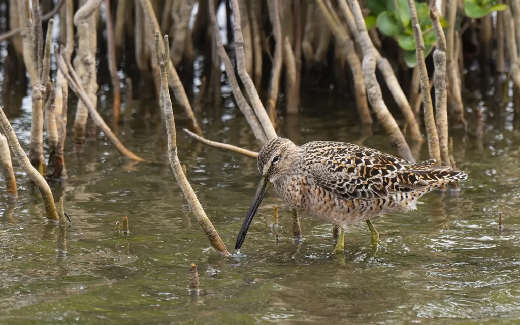 長嘴半蹼鷸 Long-billed Dowitcher 繁殖羽 Breeding Plumage