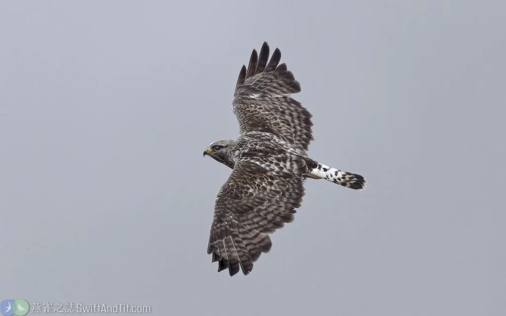 毛足鵟 成鳥 Rough-legged Hawk (Adult)