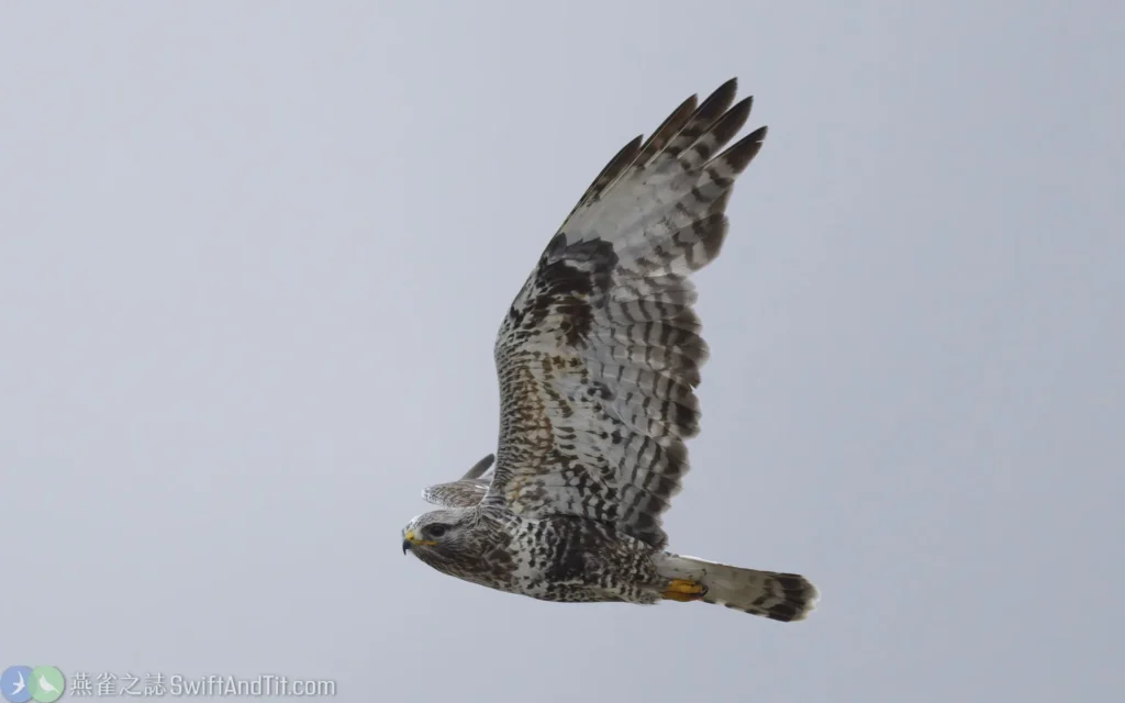 毛足鵟 成鳥 Rough-legged Hawk (Adult)