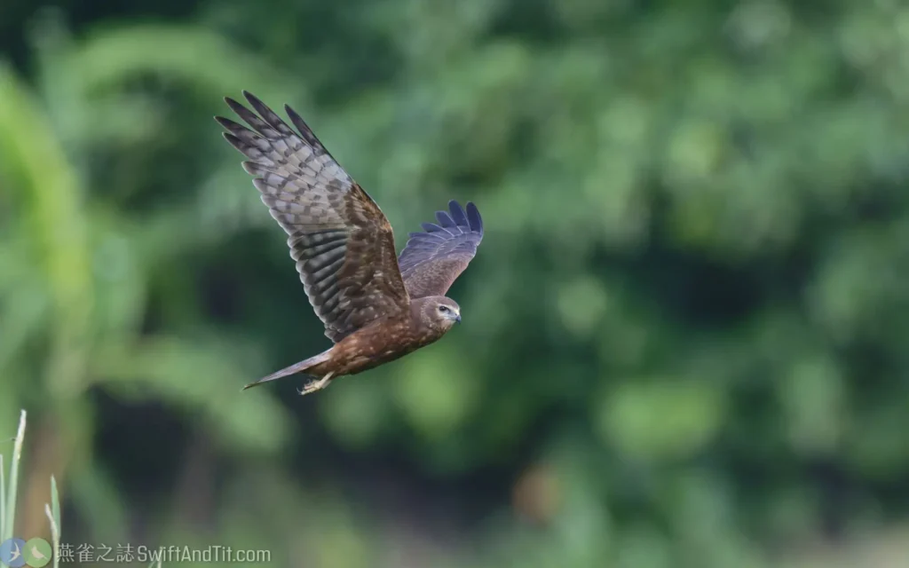 花澤鵟Pied Harrier 雌幼鳥 Female Juvenile