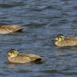 巴鴨 Baikal Teal 雄鳥 Male