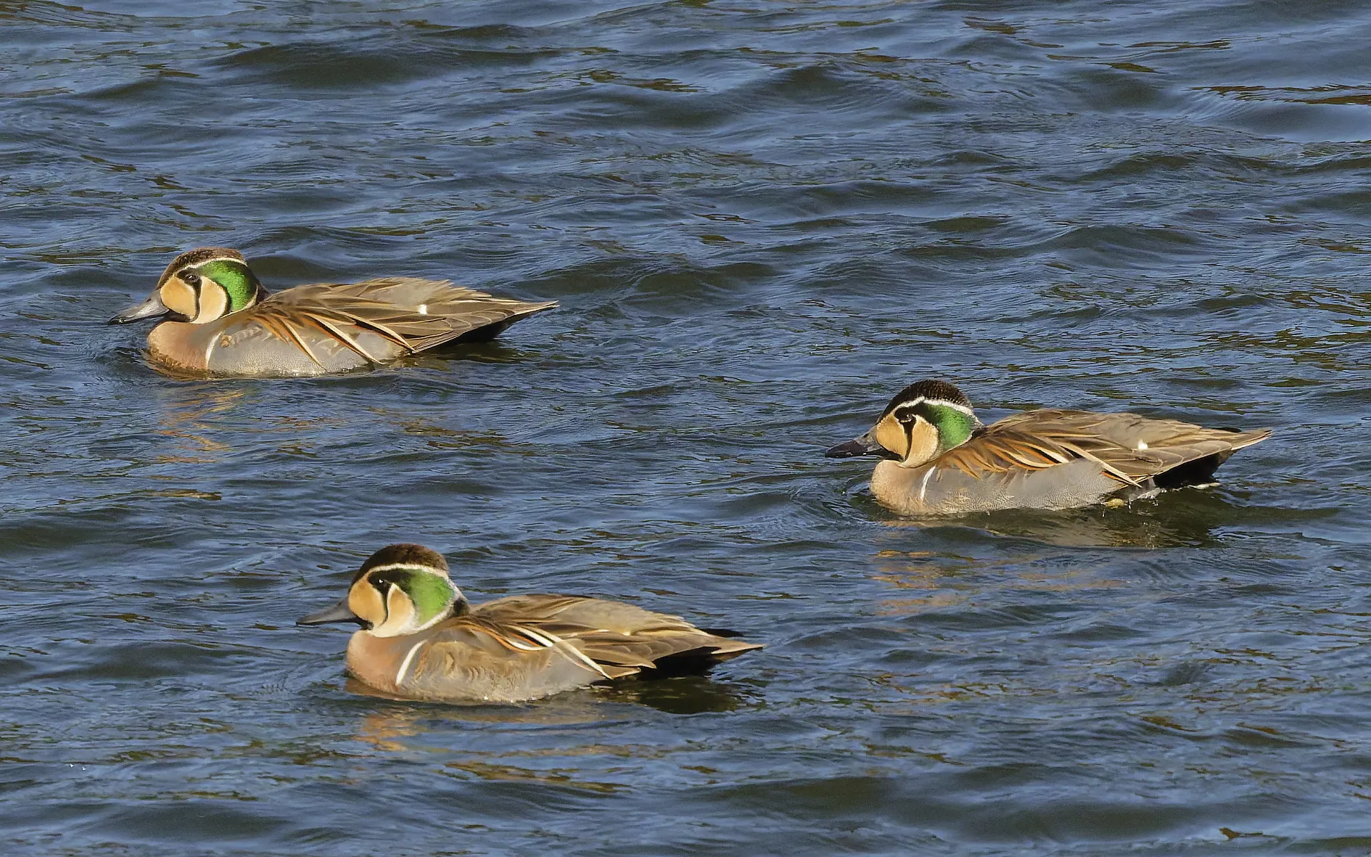 巴鴨 Baikal Teal 雄鳥 Male 巴鴨 Baikal Teal 雄鳥 Male